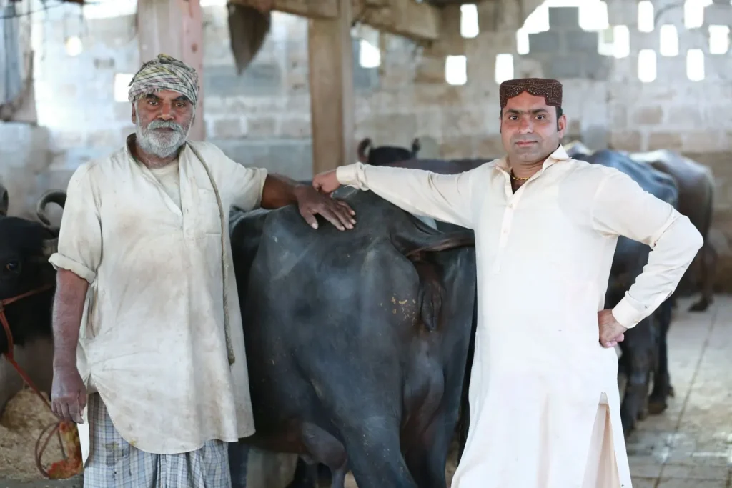 Two dairy farmers stand beside their buffaloes in a shed.