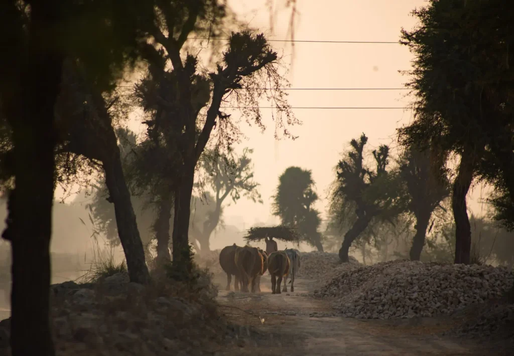 An animal-drawn cart moves along a misty rural road beneath tall trees at dusk.