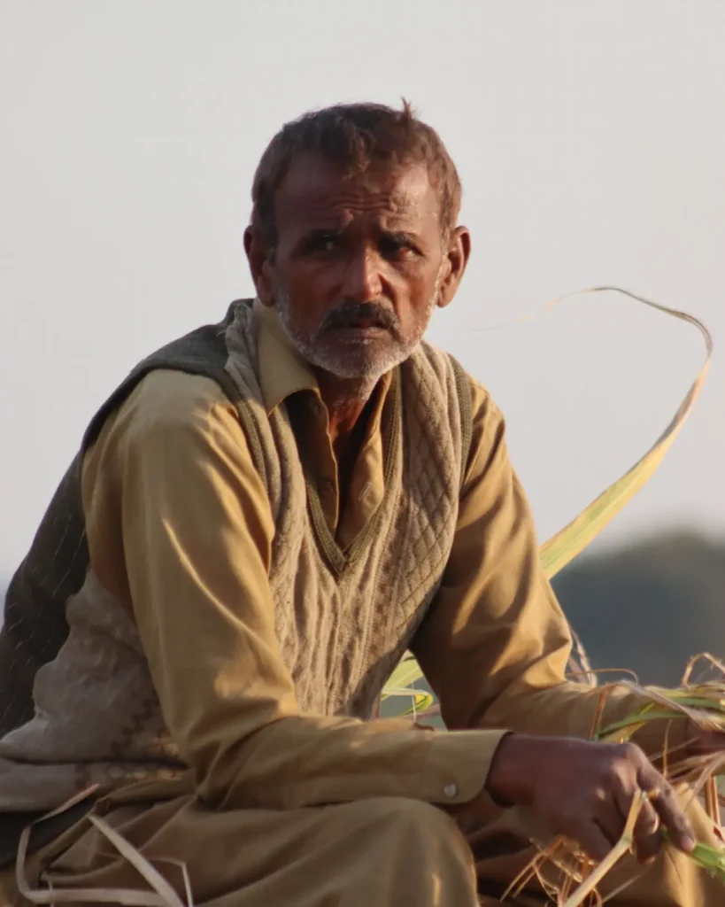 Portrait of an elderly farmer sitting among harvested sugarcane.