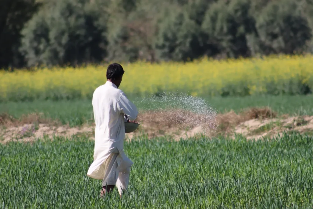 A farmer in white scatters fertilizer across a green wheat field.