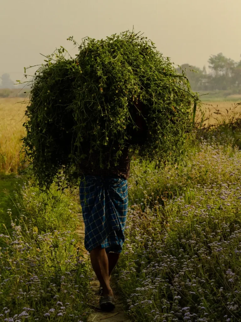 A farmer carries a large bundle of green fodder along a field path.