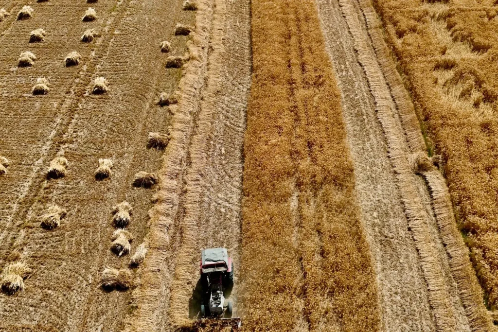 Aerial view of a combine harvester cutting a strip through a wheat field.
