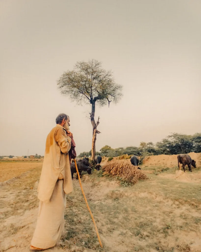 An elderly farmer in a long coat leans on a staff beside a lone tree while buffaloes graze across a dry field.
