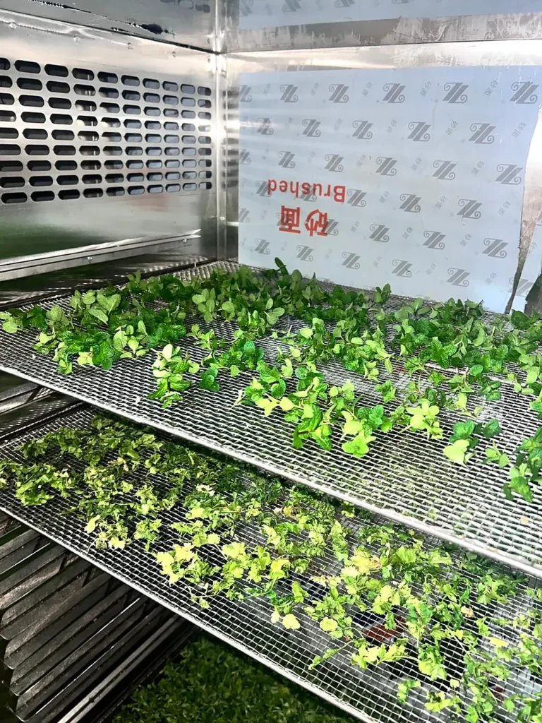 Two wire trays of fresh green leaves inside a stainless-steel dehydrator.