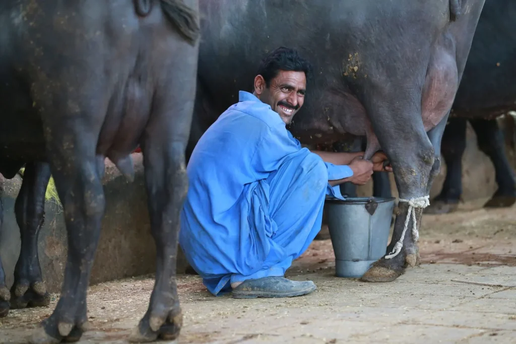 A smiling farmer in a blue shalwar kameez hand-milks a buffalo into a steel pail.
