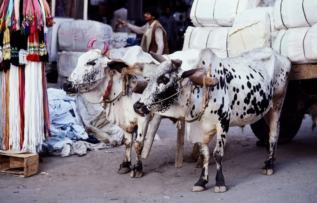 Two decorated oxen harnessed to a cart in a busy market street.