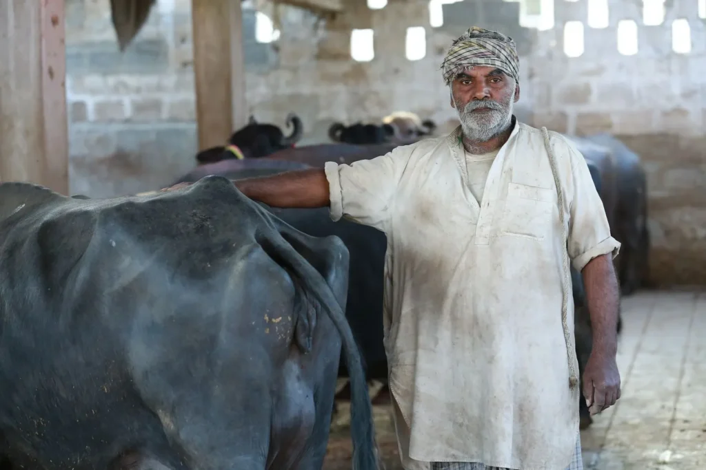 A dairy farmer rests his hand on a buffalo inside a cattle shed.