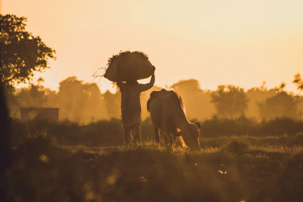 Silhouette of a farmer carrying a bundle of fodder on his head beside a cow at sunset.