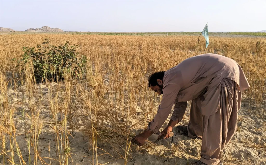 A farmer bends to cut ripe wheat by hand in a golden field.