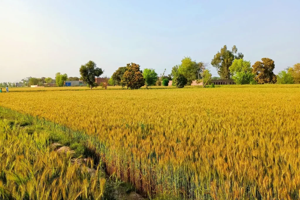 A golden wheat field under a clear blue sky with trees on the horizon.